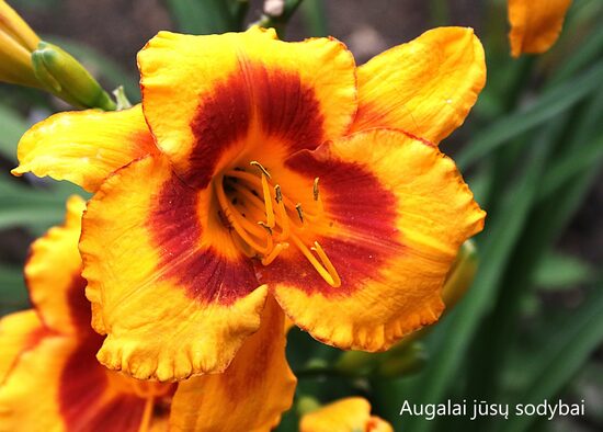 Viendienė (Hemerocallis) 'Fooled Me' 